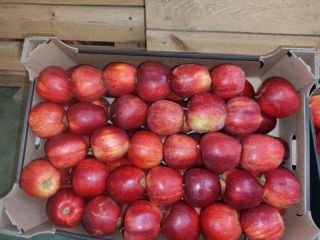APPLE POINT sprzeda jabłka Jonaprince Idared Jonagored Champion Gala