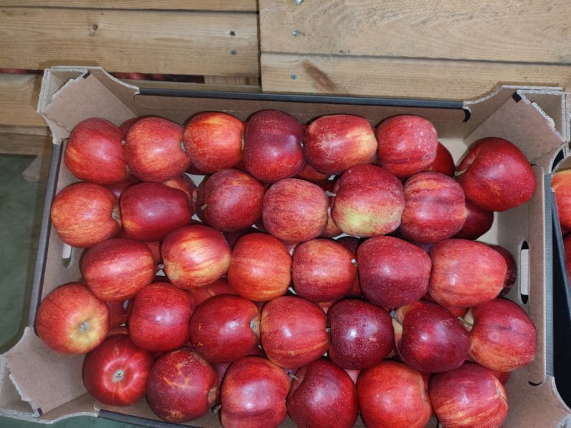 APPLE POINT sprzeda jabłka Jonaprince Idared Jonagored Champion Gala LigolGloster Golden w różnych sortach