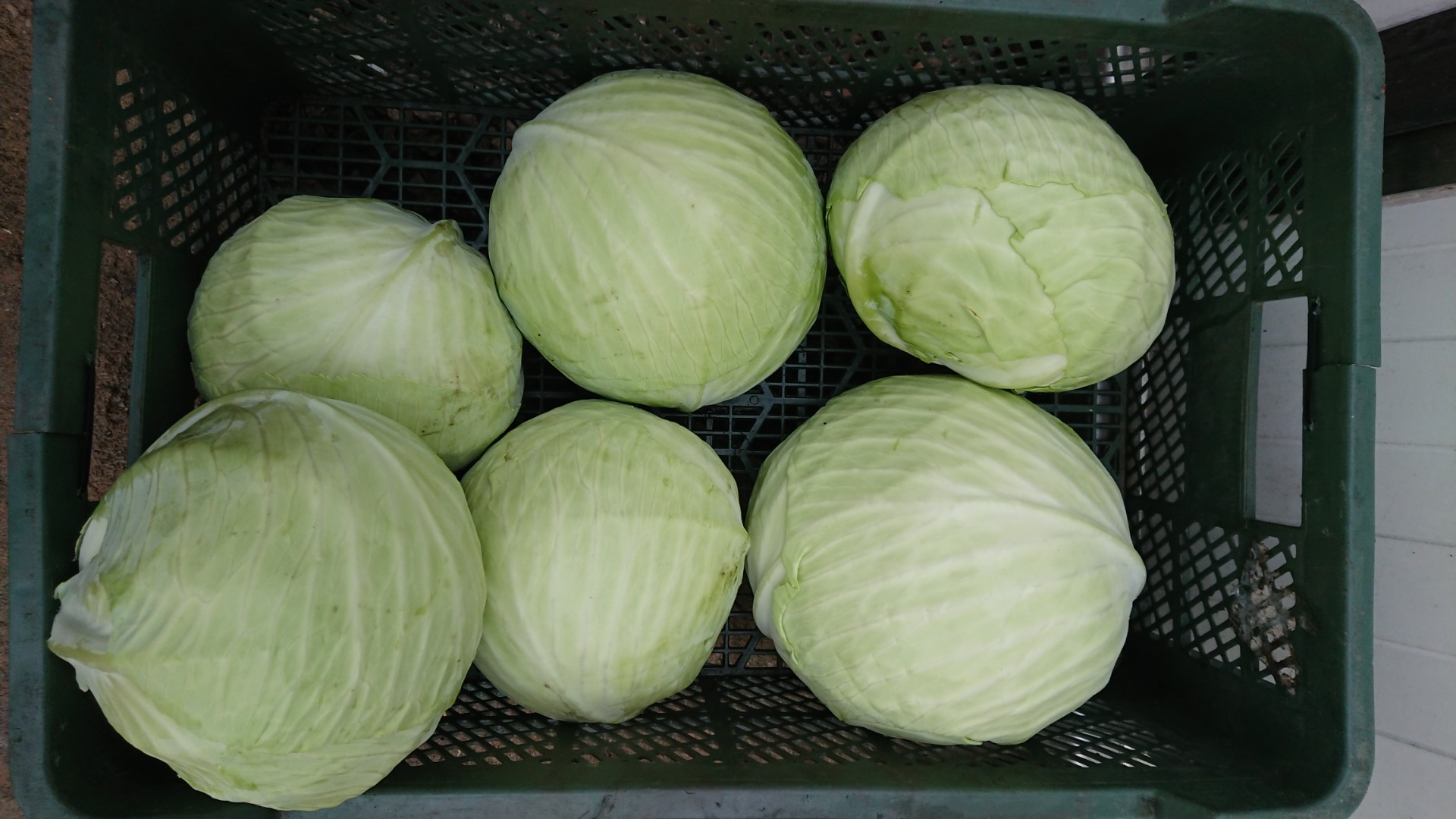 Sprzedam kapustę białą market lub przemysł kiszenie
