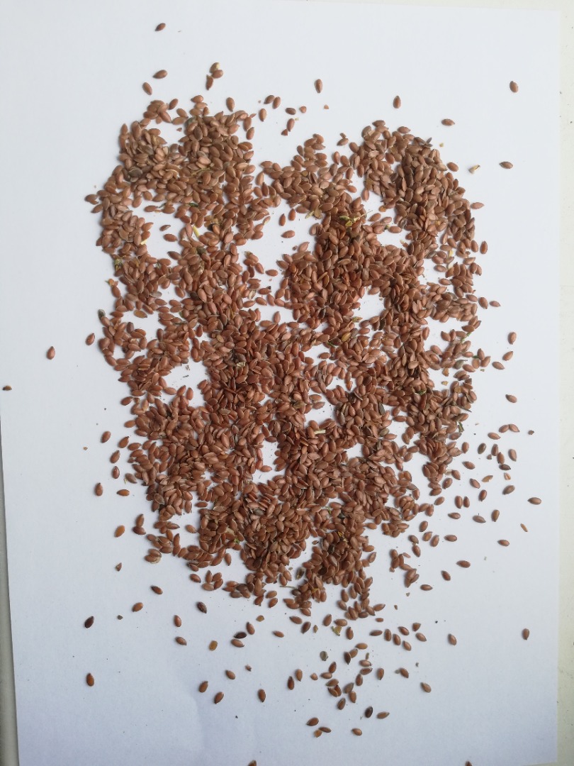 Sprzedajemy len brązowy bezpośrednio od producenta