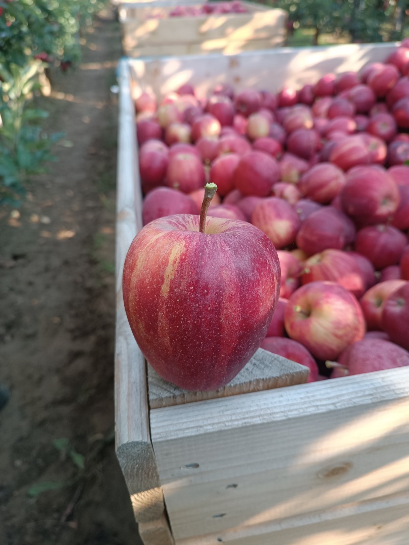 Witam Posiadam do sprzedania 100 ton gali paskowanej
