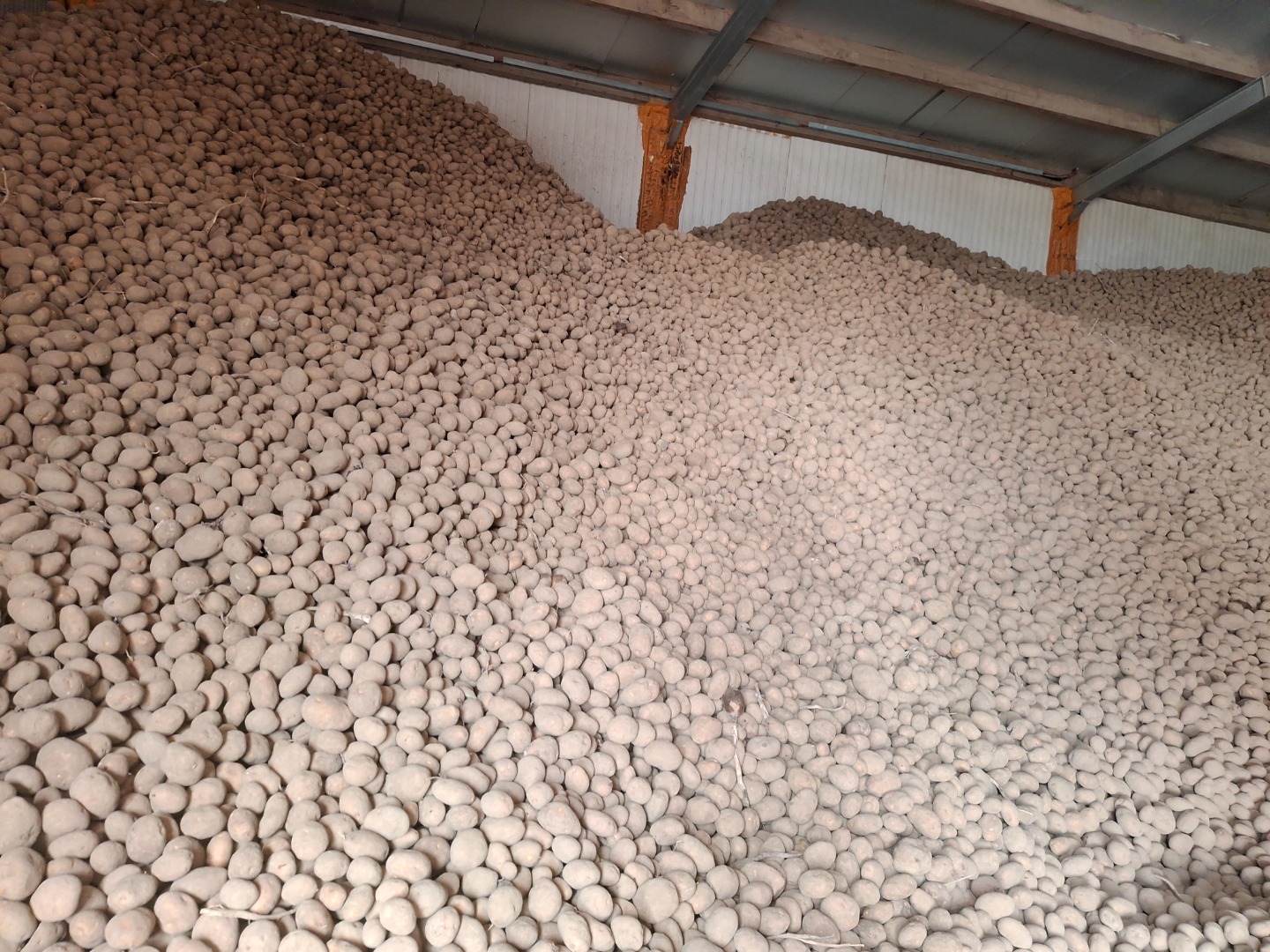 Potatoes fontane , fries and eat potatos good kwality , en vrac 0.08 €/kg bigbag 0.10€/kg loading Belguim 8700 Tielt info,tel,whatsapp : +32 (0)[phone number]