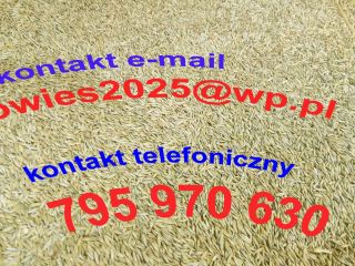 Sprzedam owies ze zbiorów 2025 r. Łącznie mam około
