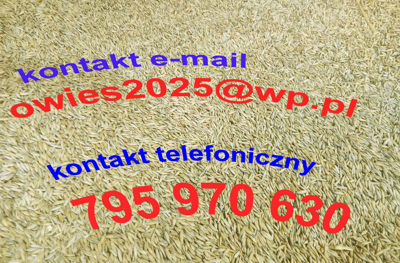 Sprzedam owies ze zbiorów 2025 r