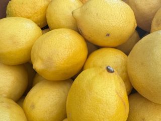 Zakupimy cytrynę, pomarańczę Valencia, limonkę, grejpfruta STAR RUBI lub