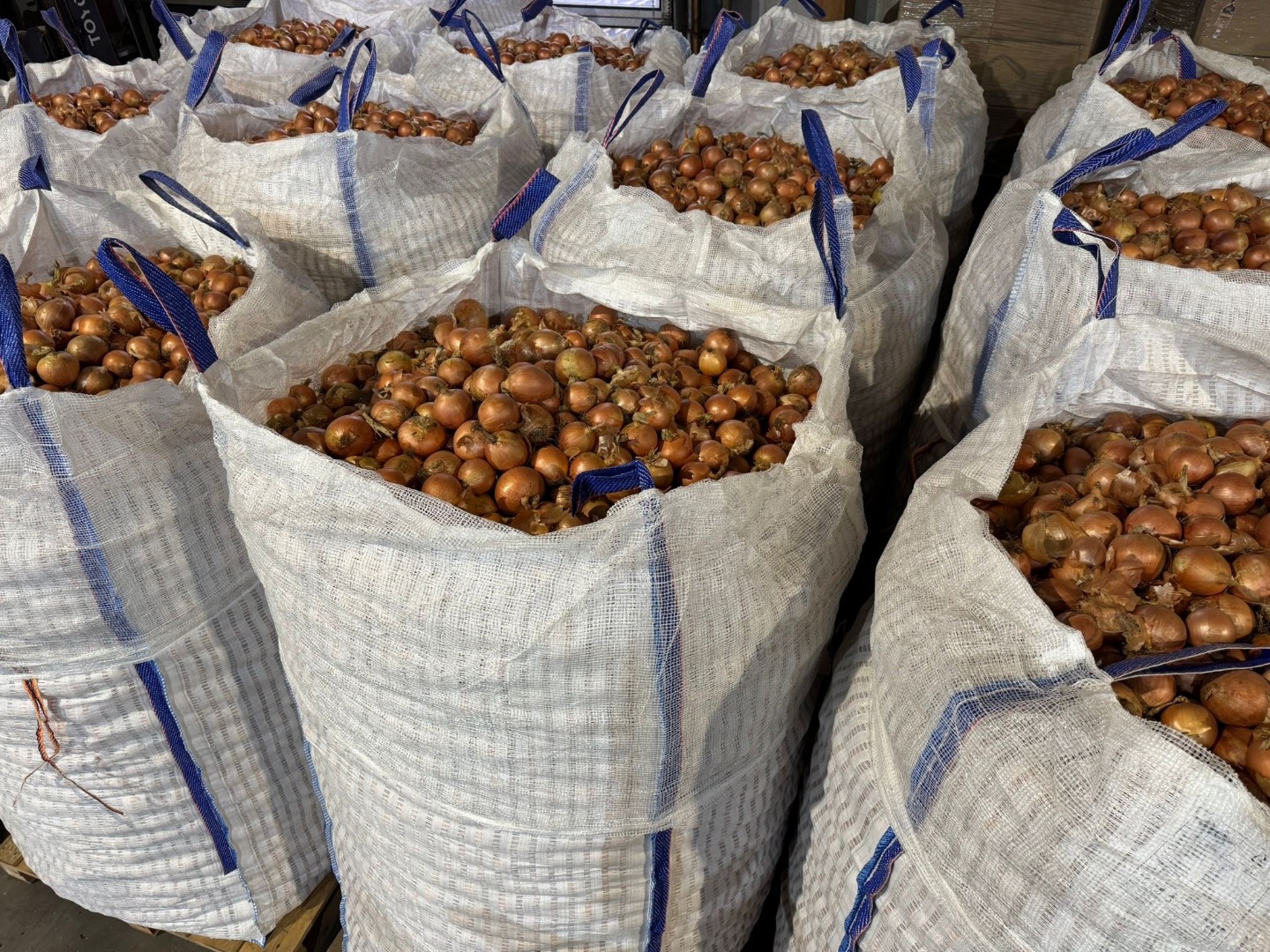 Jesteśmy austriacką firmą, która przez cały rok sprzedaje wysokiej jakości żółtą i czerwoną cebulę wszystkich odmian w big-bagach z własnej produkcji
