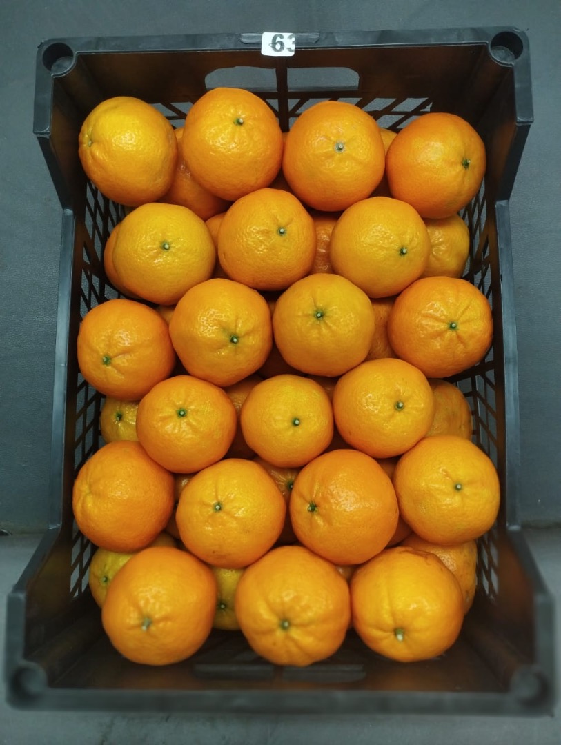 Świeże pomarańcze (Valencia) z naszych farm w sercu Egiptu