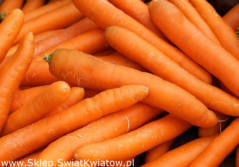 Witam kupimy marchew w kalibrze 2-4 Towar myty ,jakość market Opakowanie paczka lub worek