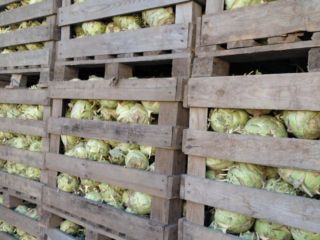 Sprzedam około 70 t kalarepy Kossak, kaliber 1-3kg. Kalarepa