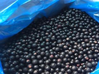 Sprzedam porzeczkę czarną – klasa A, bezpośredni producent z
