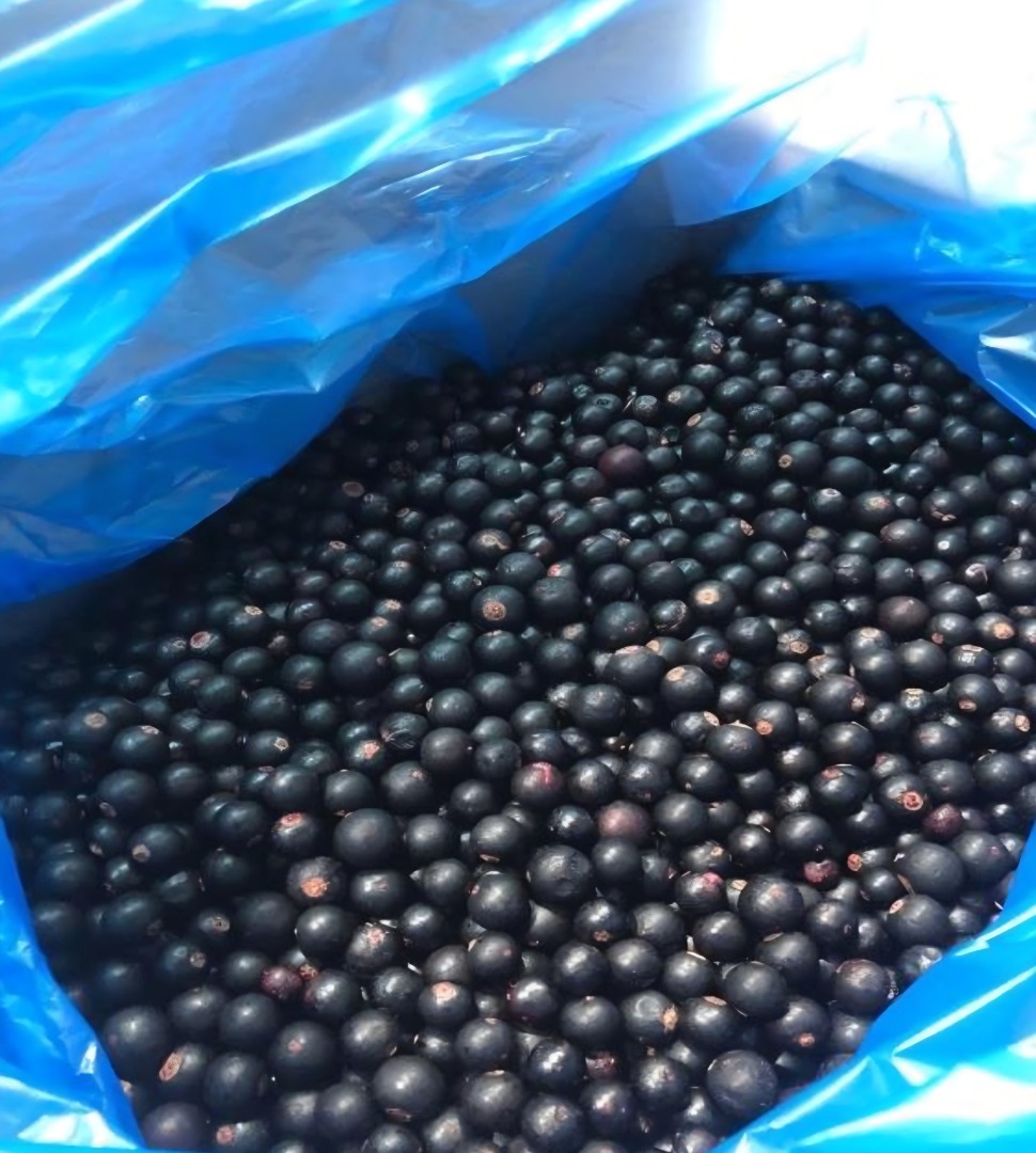 Sprzedam porzeczkę czarną – klasa A, bezpośredni producent z Mołdawii
