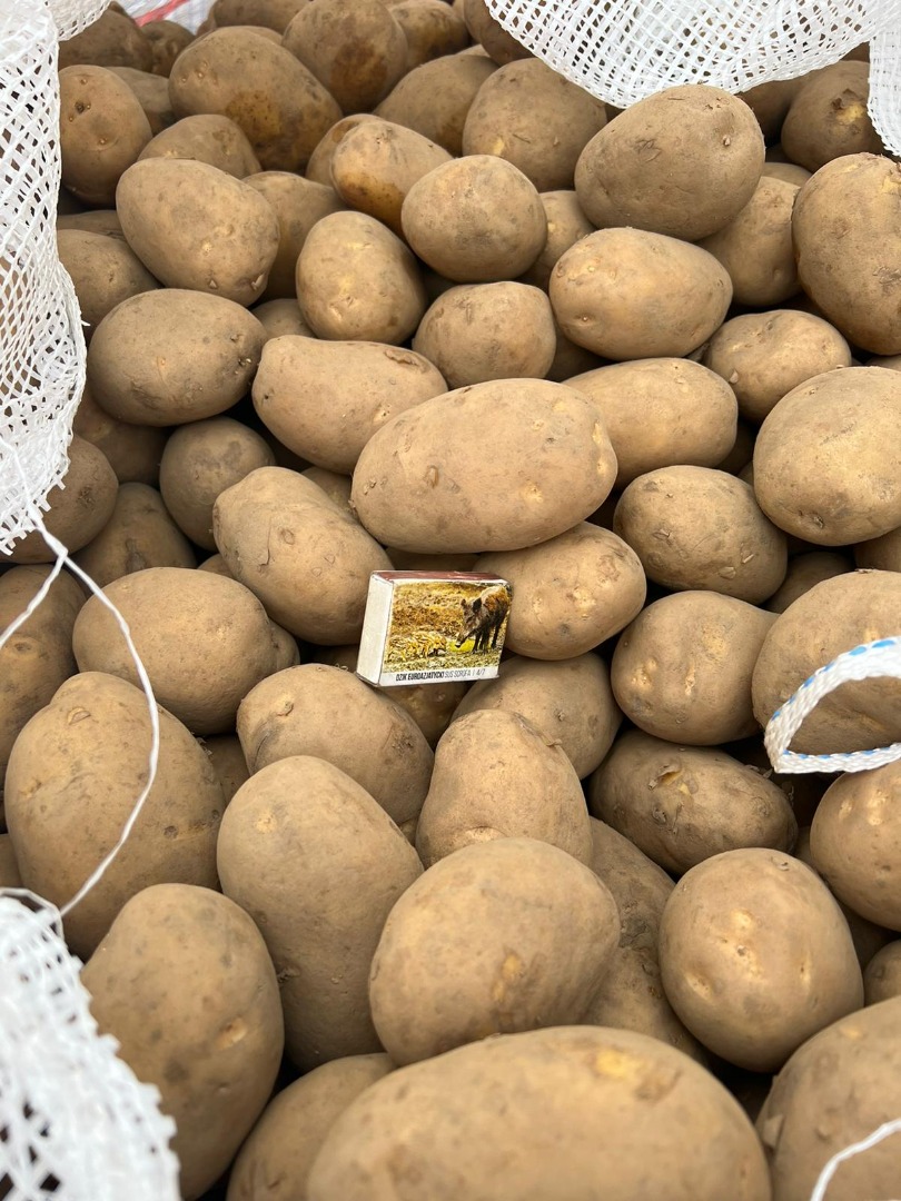 Sprzedam Ziemniaki żółte Kaliber oraz 45+ 50+ 55+ 70+ mozliwosc zapakowania w worki raszlowe 5kg 10kg 15kg 25kg BIG BAG duże ilości.możliwy transport
