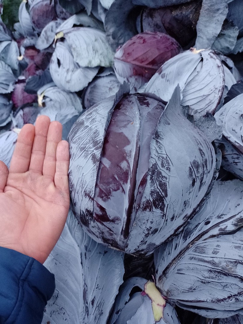 Sprzedam kapustę czerwona zdrowy towar kaliber 2-4 kg