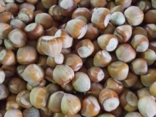 Sprzedam orzechy laskowe około 500 kg zbiór 2025