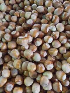 Sprzedam orzechy laskowe około 500 kg zbiór 2025