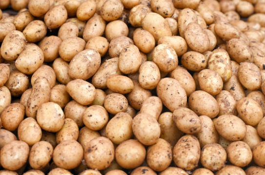 Świeże ziemniaki pakowane w Big Bax lub na zamówienie