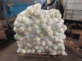 Sprzedam seler po polerce, zdrowy, ładny. Kal 0.5-1.2kg .