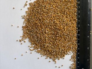 Sprzedam gorczycę białą czystość ~99% w big bag