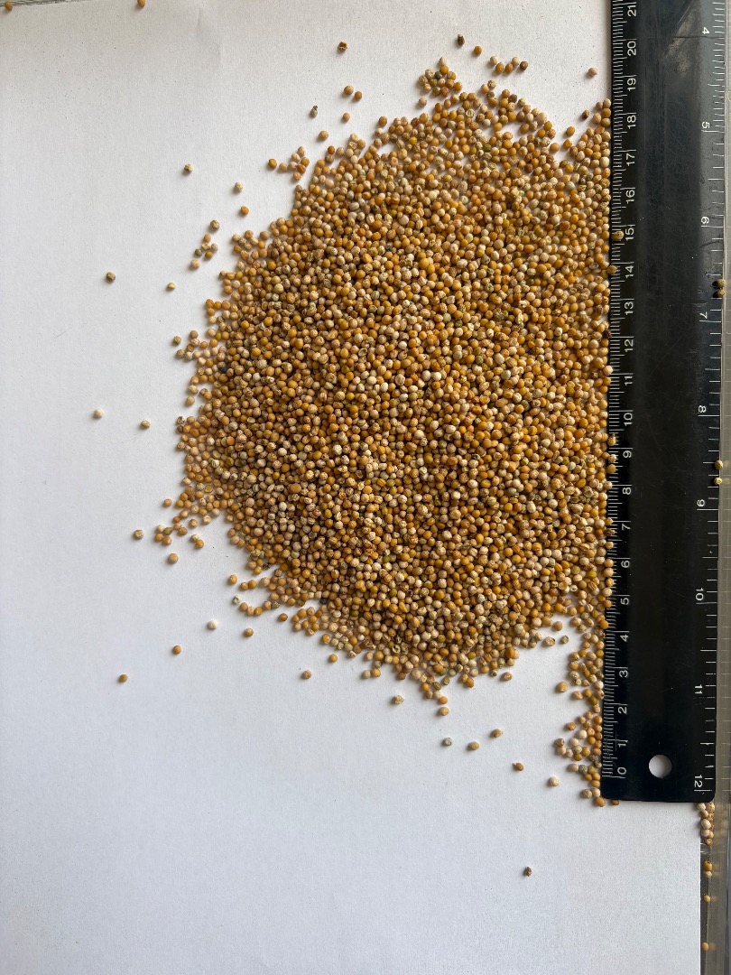 Sprzedam gorczycę białą czystość ~99% w big bag