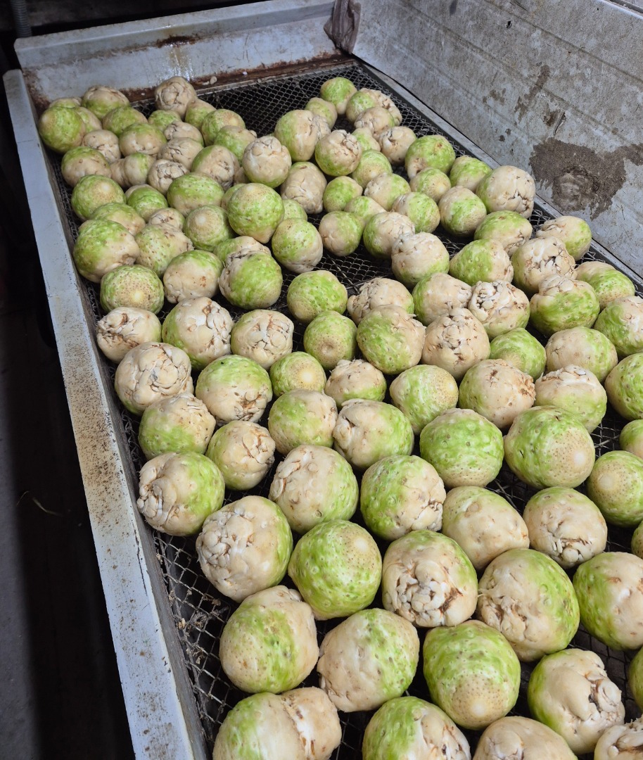 Sprzedam seler myty na szczotkarce , kaliber 0,4-1,2 kg .Pakowany w worek 10kg