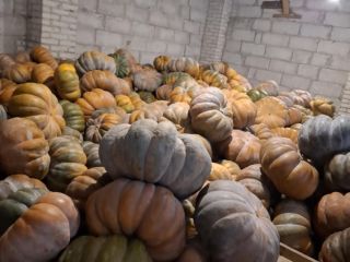 Dzień dobry sprzedam dynię muscat