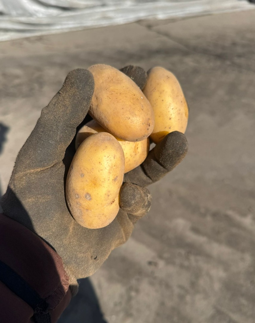 FOR SALE: Baby Potatoes 22-40mm – Gala & Queen Anna – Premium Washing/Peeling Quality – Full Truckloads Description: I am offering premium-grade baby potatoes