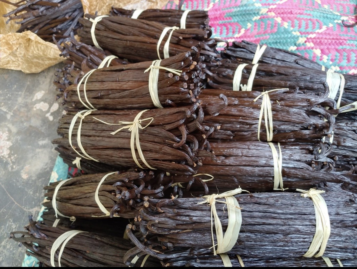 Świeże laski wanilii (odmiana Bourbon) z Ugandy