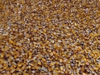 Sprzedam 8 ton kukurydzy. Suszona naturalnie w szopie. Znajdujemy