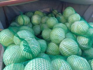 Kapusta biała odmiana Storka, kaliber 1-3 kg, zdrowa, zielona