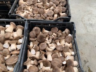Jesteśmy firmą AGRIFUNGHI BASILICATA, specjalizującą się w produkcji boczniaków