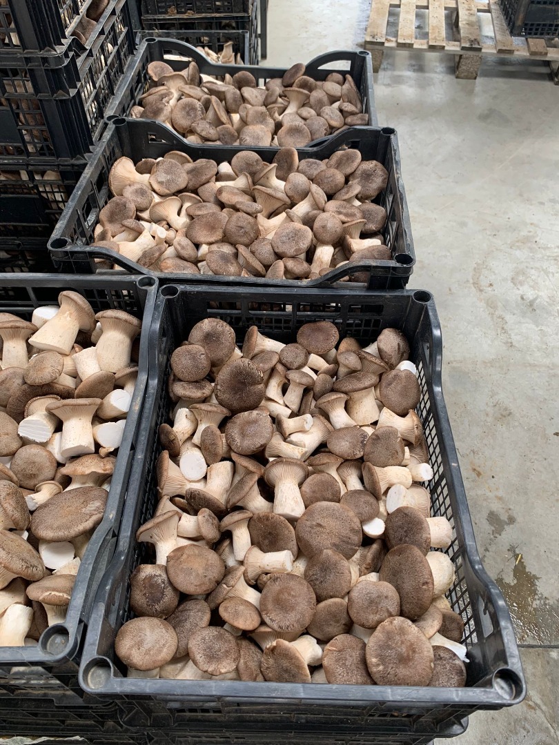 Jesteśmy firmą AGRIFUNGHI BASILICATA, specjalizującą się w produkcji boczniaków królewskich (PLEOROTUS ERYNGII)