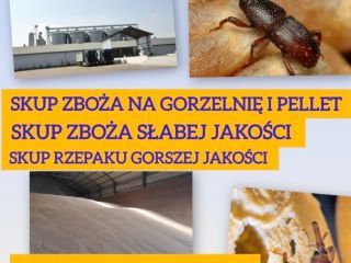 Kupię zboże słabej jakości na pellet i gorzelnię również