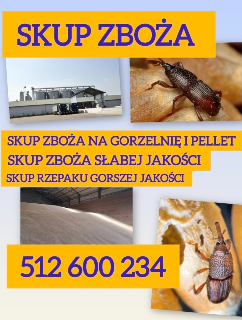Kupię zboże słabej jakości na pellet i gorzelnię również paszowe i konsumpcyjne Szybka płatność i odbiór Kupie rzepak gorszej jakości