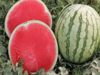 Witamy. Nasze przedsiębiorstwo rolne Garant Agro, zlokalizowane na południu
