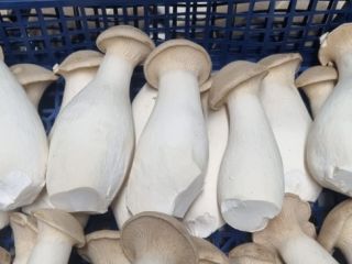 Świeże boczniaki (eryngii) na sprzedaż. Różne rozmiary. Prosimy o
