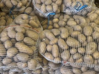 Ziemniak CATANIA, gładka skórka z czystej ziemi, bez uszkodzeń,