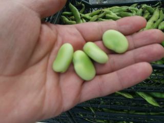 Hello Broad beans in offer. Quantity 2-3 trucks in