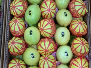 Z przyjemnością oferujemy świeże egipskie cytryny (Key Lime) najwyższej