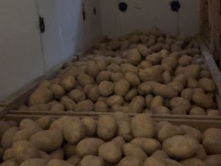 Witam, sprzedam duże, piękne ziemniaki (50+) odmiany Valdivia i