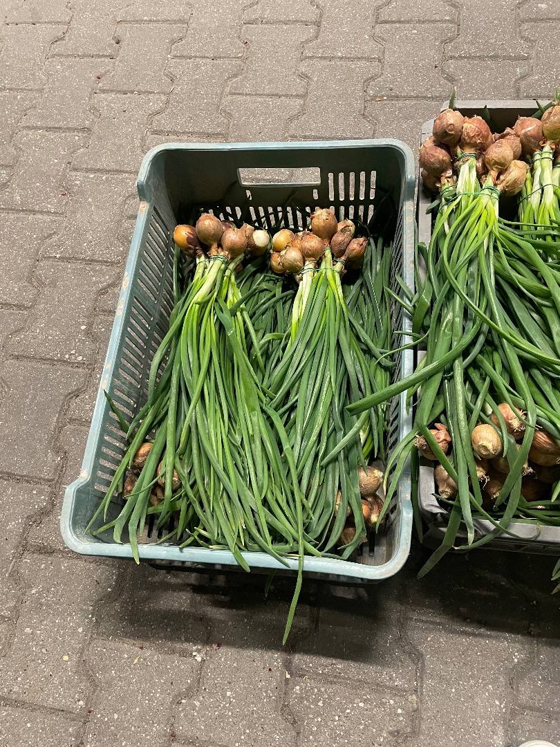 Sprzedam szczypiorek w pęczkach