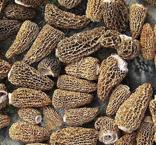 Smardz-Morchella-Morelowy grzyb dziki, myty, suszony, kapelusz bez nóżki, pakowany próżniowo, waga 3 kg, ilość, nieograniczona, cena 350 euro za kilogram