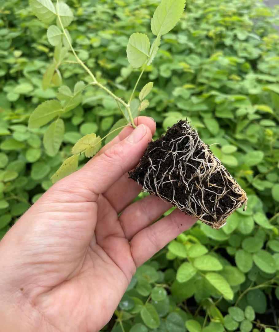 Rose Damascena seedlings Specially selected hybrids of fast-growing Paulownia, virus-free fruit-tree rootstocks, and fruit shrubs like Blueberries and
