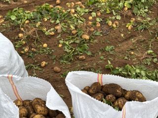 młody ziemniak z Rumunii bezpośrednio od producenta Calarasi, Dolj,
