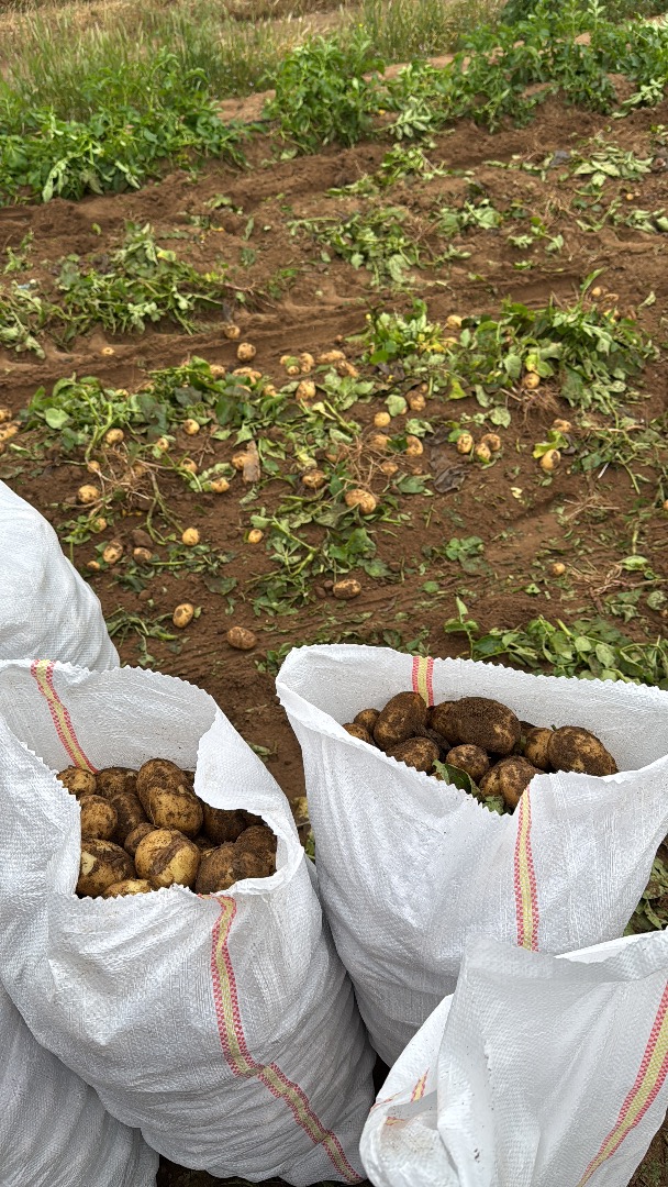 młody ziemniak z Rumunii bezpośrednio od producenta Calarasi, Dolj, Rumunia