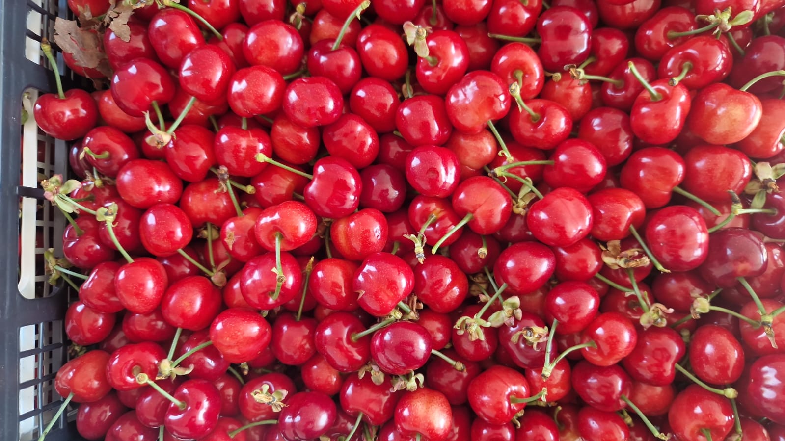 W;; FIA GOGOT FRUIT;; ZNAJDZIESZ NAJŚWIEŻSZE OWOCE SEZONOWE, NAJWYŻSZEJ JAKOŚCI I MAKSYMALNEJ ŚWIEŻOŚCI, WIŚNIE Z TEGO SEZONOWEGO CENNIKA, W CENIE PRODUCENTA