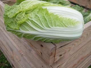 Sprzedam kapustę pekińską od 0.8 do 2 kg