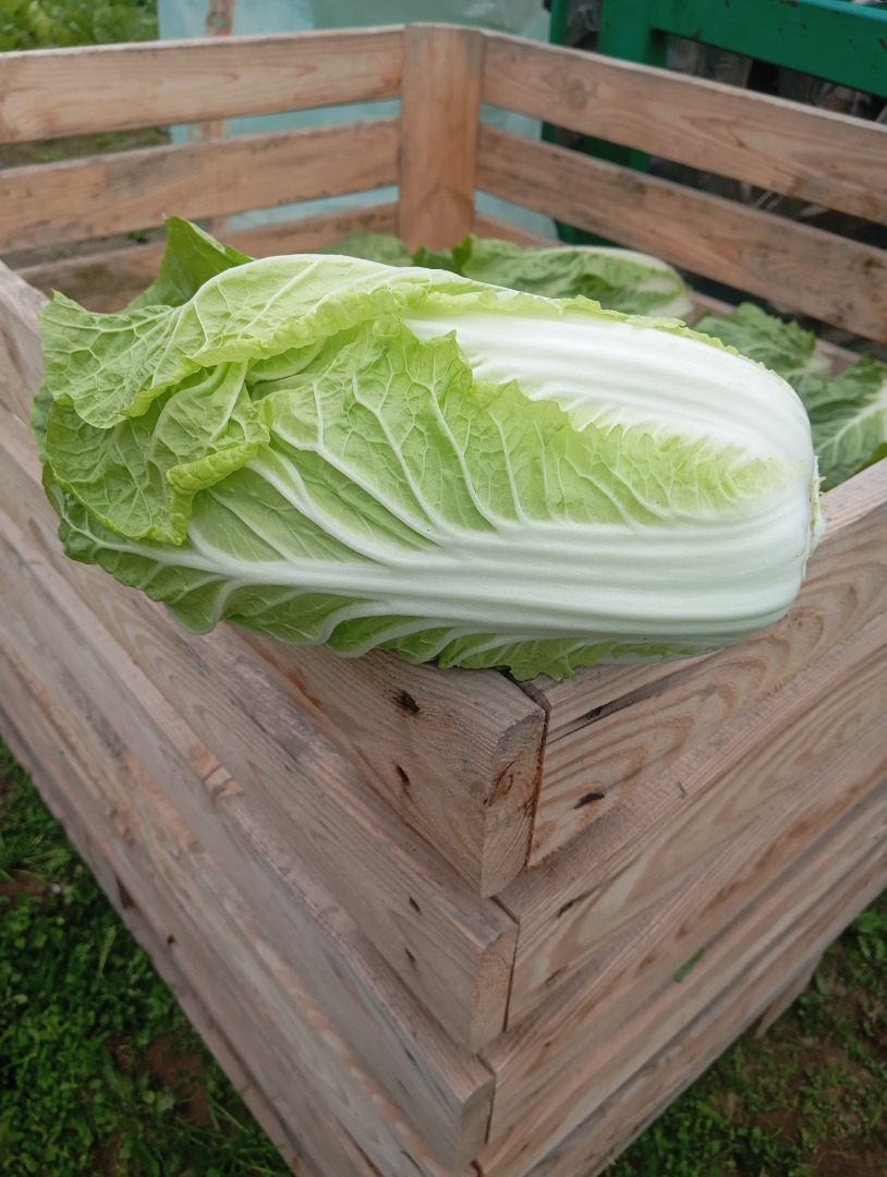 Sprzedam kapustę pekińską od 0.8 do 2 kg
