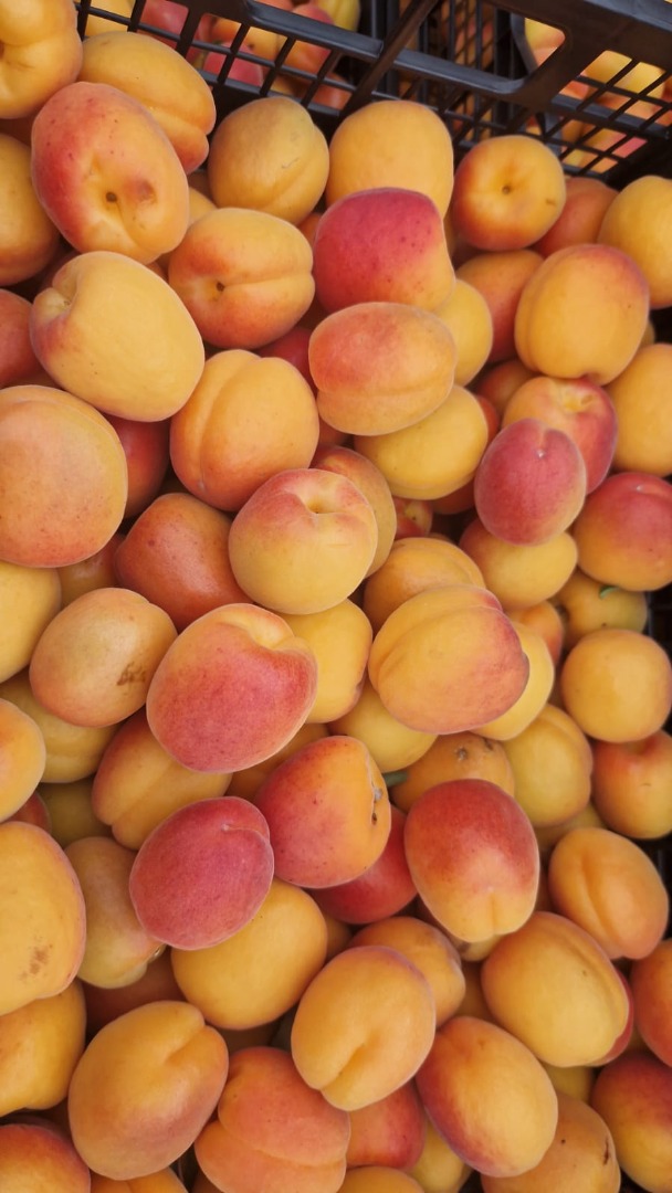 CZEKAMY NA CIEBIE, ABY ZOBACZYĆ ŚWIEŻE I AROMATYCZNE MORELE Z GRECJI NA TARGACH FIA GOGOT FRUIT - FLORINA GOGOT