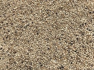 Sprzedam sorgo białe Czystość 99%, wilgotność max 14%. Cena