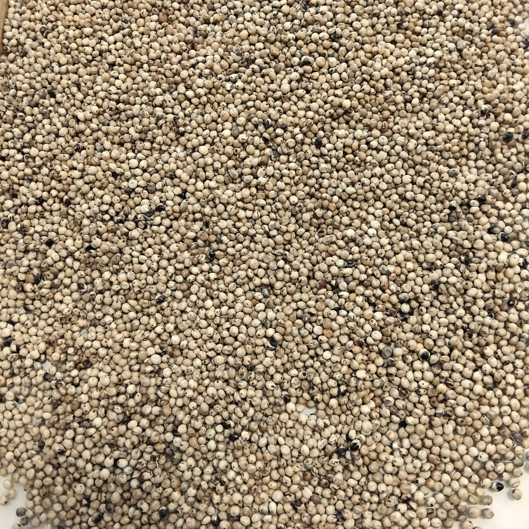 Sprzedam sorgo białe Czystość 99%, wilgotność max 14%